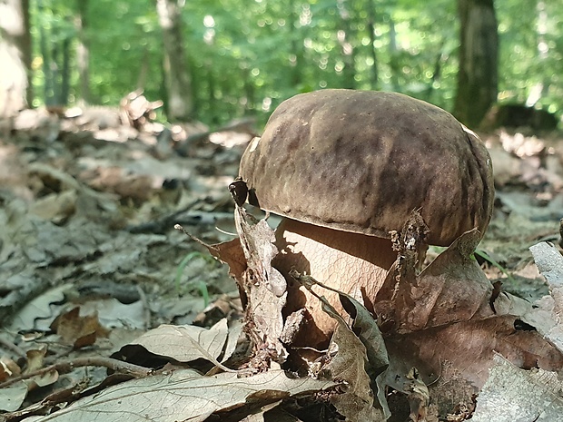 hríb bronzový Boletus aereus Bull. ex Fr.