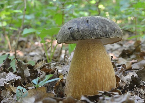 hríb bronzový Boletus aereus Bull. ex Fr.