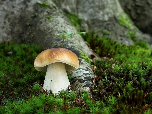 hríb smrekový Boletus edulis Bull.