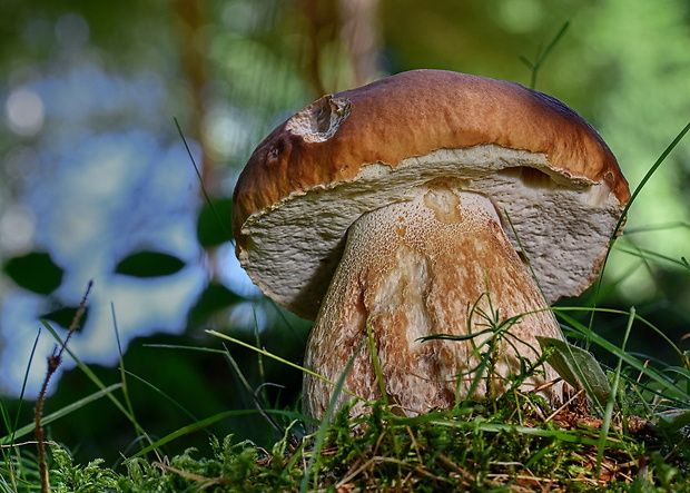 hríb smrekový Boletus edulis Bull.