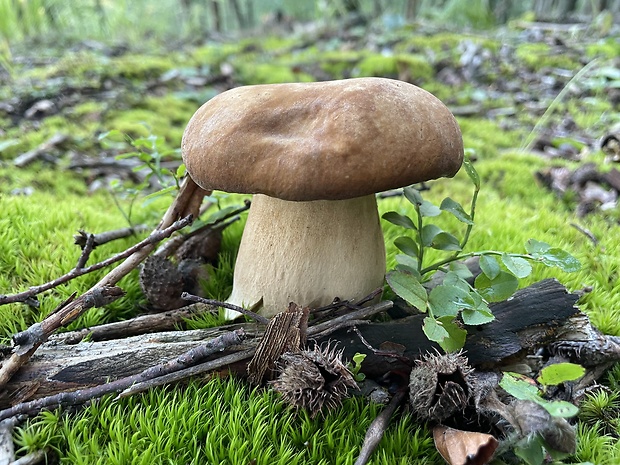 hríb dubový Boletus reticulatus Schaeff.