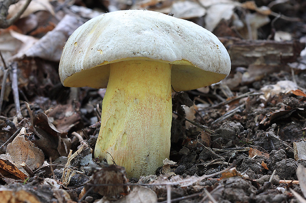 hríb striebristý Butyriboletus fechtneri (Velen.) D. Arora & J.L. Frank