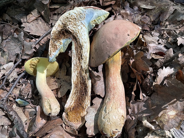 hríb nádherný Butyriboletus fuscoroseus (Smotl.) Vizzini & Gelardi