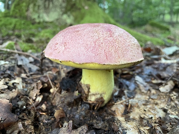 hríb kráľovský Butyriboletus regius (Krombh.) D. Arora & J.L. Frank