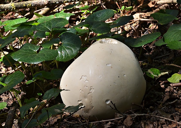 vatovec obrovský Calvatia gigantea (Batsch) Lloyd