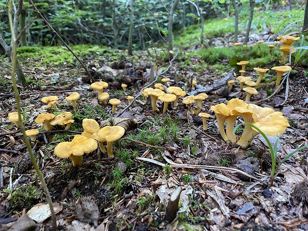 kuriatko jedlé Cantharellus cibarius Fr.