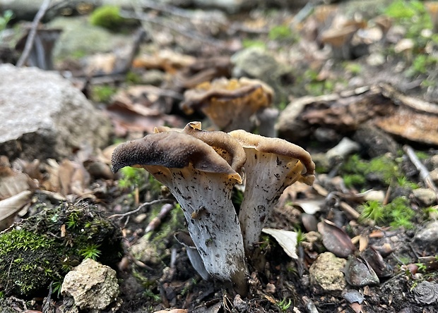 lievik trúbkovitý Craterellus cornucopioides (L.) Pers.