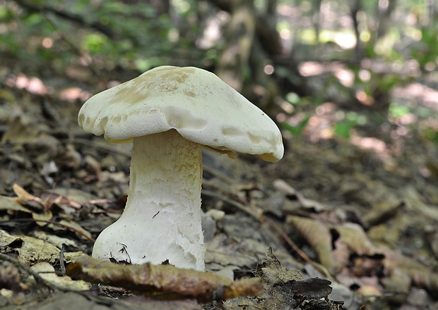 hodvábnica veľká Entoloma sinuatum (Bull.) P. Kumm.