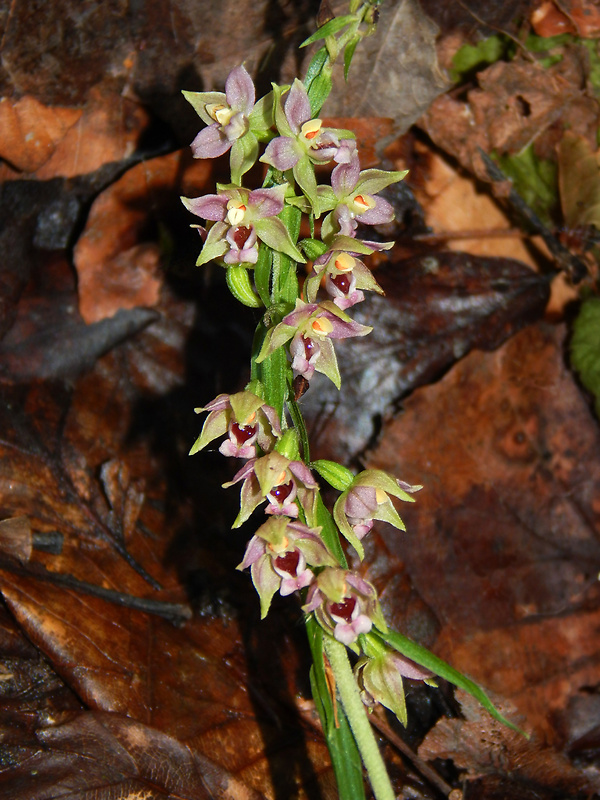 kruštík širokolistý pravý Epipactis helleborine subsp. helleborine (L.) Crantz