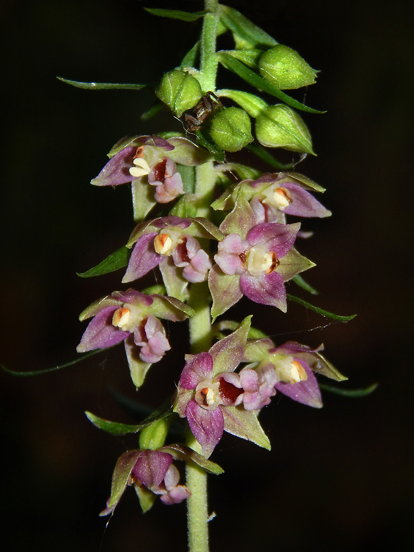 kruštík širokolistý pravý Epipactis helleborine subsp. helleborine (L.) Crantz