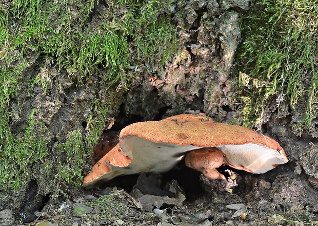 pečeňovec dubový Fistulina hepatica (Schaeff.) With.