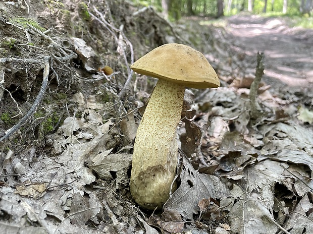 kozák žltopórový Leccinellum crocipodium (Letell.) Della Maggiora & Trassinelli