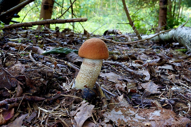 kozák osikový Leccinum albostipitatum den Bakker & Noordel.