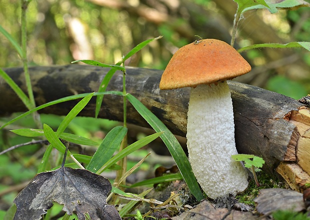 kozák osikový Leccinum albostipitatum den Bakker & Noordel.