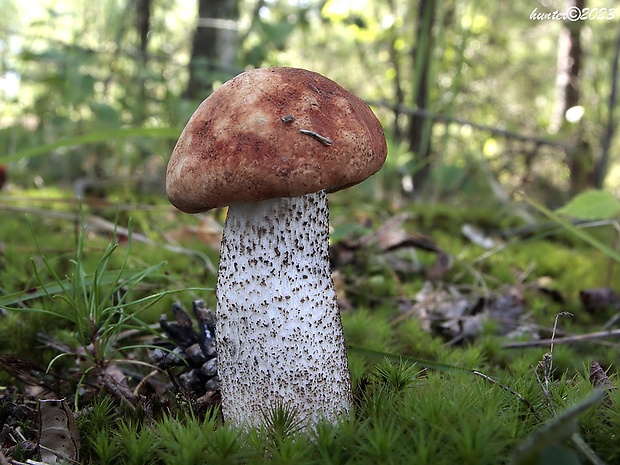 kozák dubový Leccinum aurantiacum (Bull.) Gray