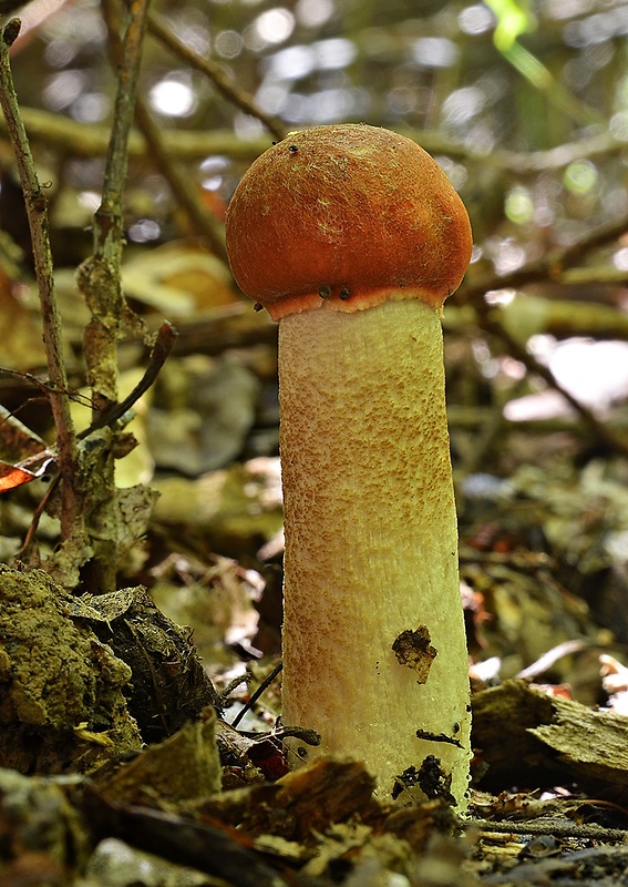 kozák dubový Leccinum aurantiacum (Bull.) Gray