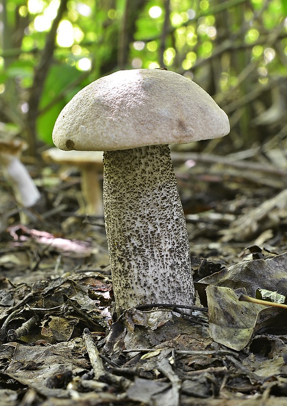 kozák topoľový Leccinum duriusculum (Schulzer ex Kalchbr.) Singer