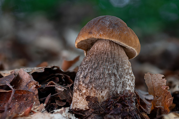 kozák hrabový Leccinum pseudoscabrum (Kallenb.) Šutara