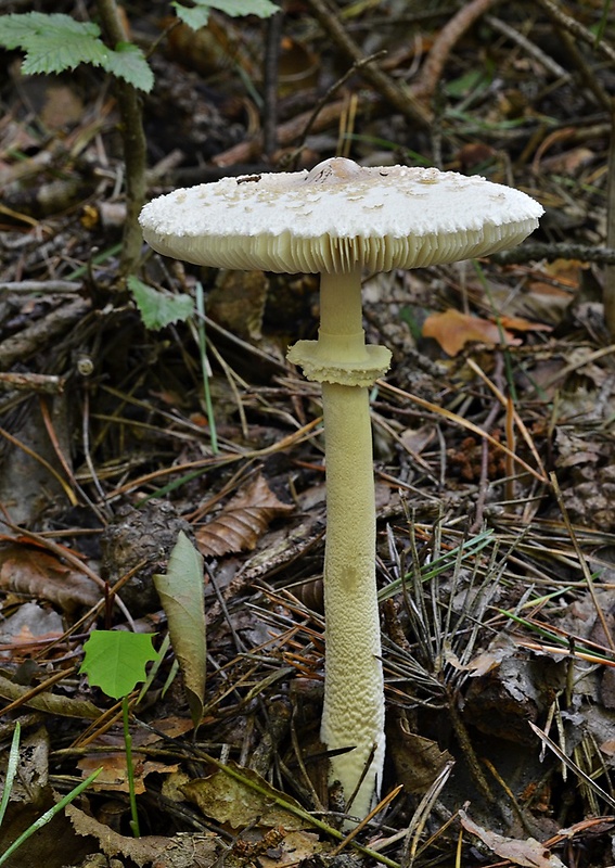 bedľa štíhla Macrolepiota mastoidea (Fr.) Singer