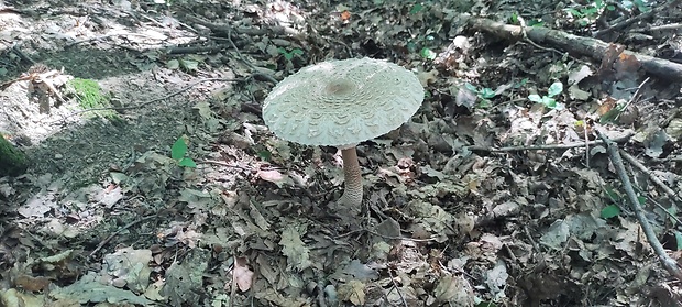 bedľa vysoká Macrolepiota procera (Scop.) Singer