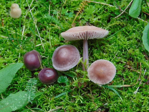 prilbička reďkovková Mycena pura (Pers.) P. Kumm.