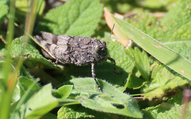 kobylka modrokrídla Oedipoda caerulescens