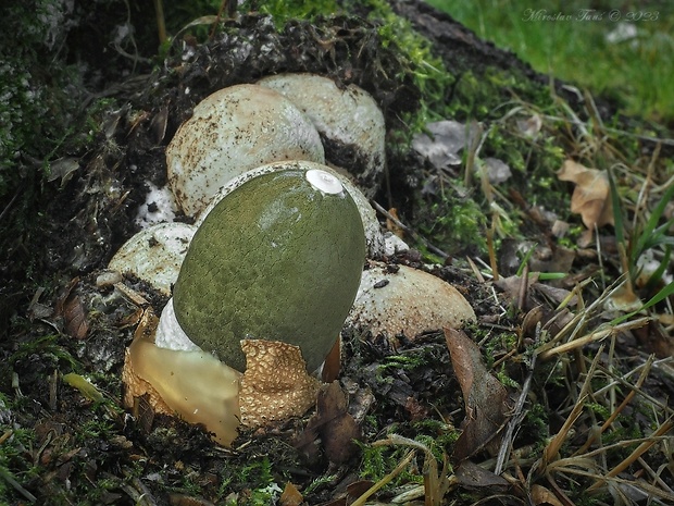 hadovka smradľavá Phallus impudicus L.