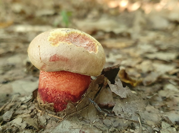 hríb Le Galovej Rubroboletus legaliae (Pilát & Dermek) Della Maggiora & Trassin.