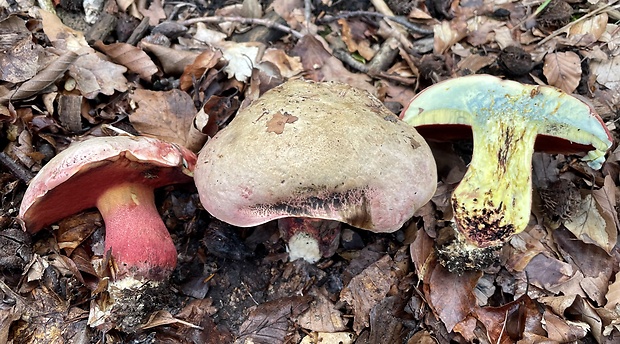 hríb purpurový Rubroboletus rhodoxanthus Kuan Zhao &amp; Zhu L. Yang