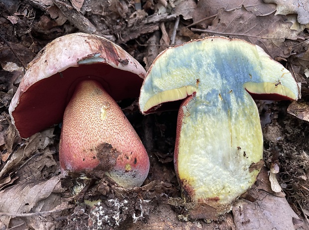 hríb purpurový Rubroboletus rhodoxanthus Kuan Zhao &amp; Zhu L. Yang