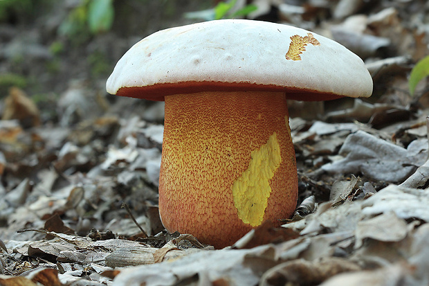 hríb purpurový Rubroboletus rhodoxanthus Kuan Zhao &amp; Zhu L. Yang