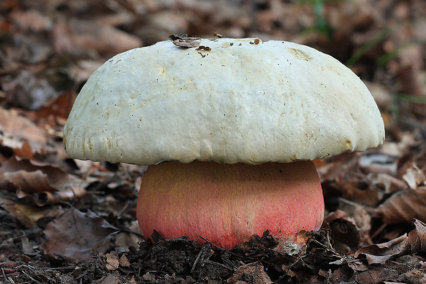 hríb satanský Rubroboletus satanas f. satanas (Lenz) Kuan Zhao & Zhu L. Yang