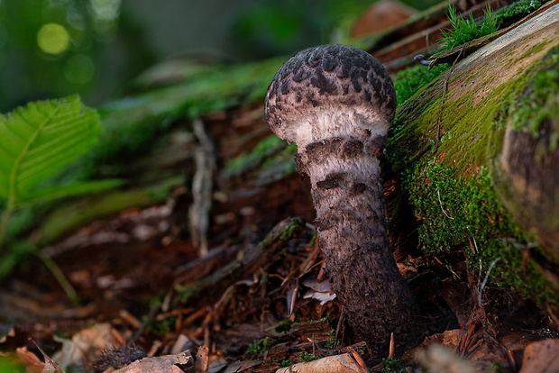 šiškovec šupinatý Strobilomyces strobilaceus (Scop.) Berk.