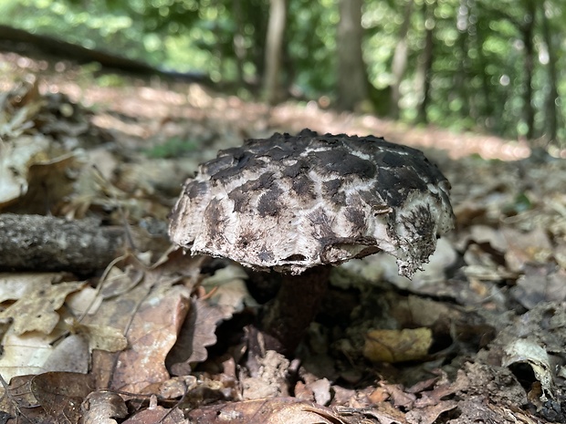 šiškovec šupinatý Strobilomyces strobilaceus (Scop.) Berk.