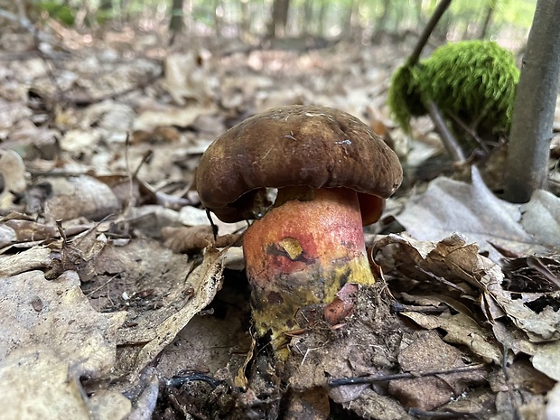 hríb zrnitohlúbikový Sutorius luridiformis (Rostk.) G. Wu & Zhu L. Yang