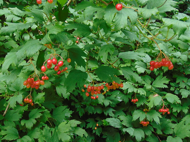 kalina obyčajná Viburnum opulus L.