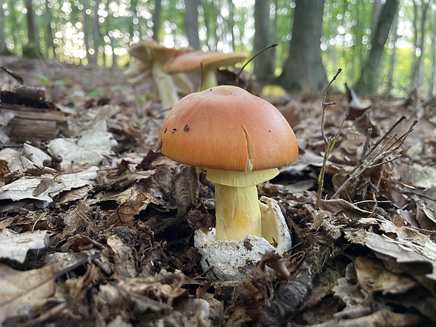 muchotrávka cisárska Amanita caesarea (Scop.) Pers.