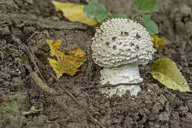 muchotrávka ostnatá Amanita echinocephala (Vittad.) Quél.