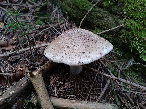 muchotrávka červenkastá Amanita rubescens Pers.