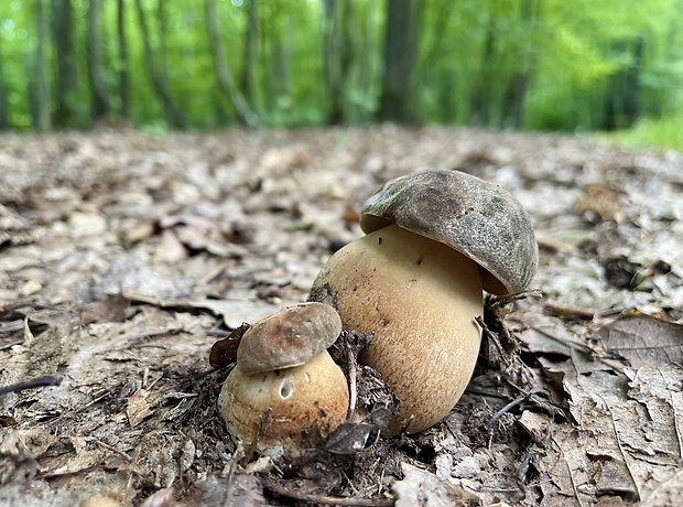 hríb bronzový Boletus aereus Bull. ex Fr.