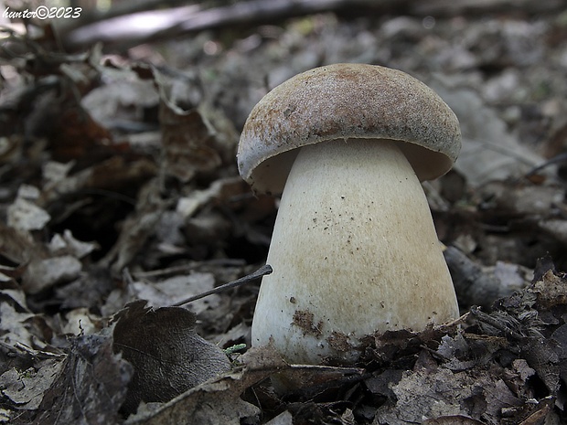 hríb bronzový Boletus aereus Bull. ex Fr.