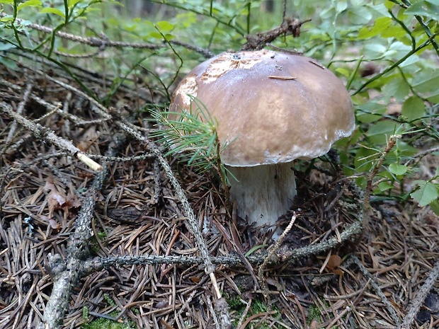 hríb smrekový Boletus edulis Bull.