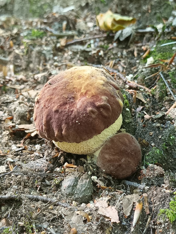 hríb sosnový Boletus pinophilus Pil. et Dermek in Pil.