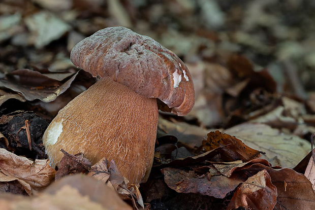 hríb dubový Boletus reticulatus Schaeff.