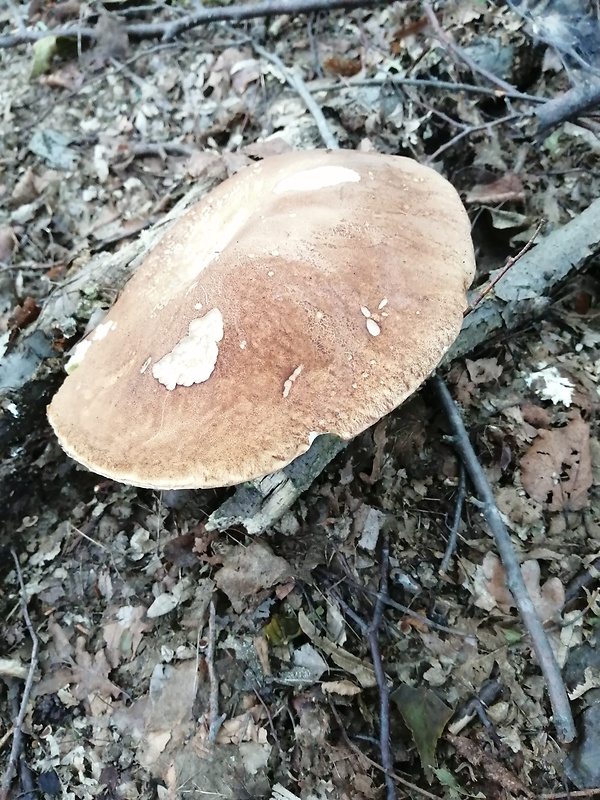 hríb dubový Boletus reticulatus Schaeff.