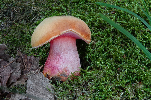 rubínovec obyčajný Chalciporus rubinus (W.G. Sm.) Singer