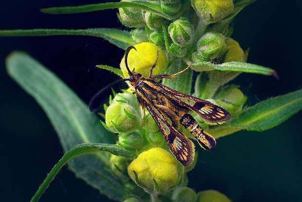 podobník krúživkovitý (sk) / nesytka pryšcová (cz) Chamaesphecia empiformis (Esper, 1783)