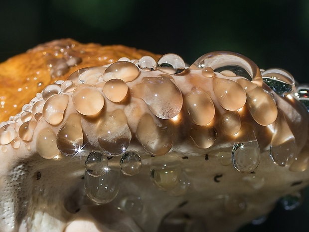 práchnovček pásikavý Fomitopsis pinicola (Sw.) P. Karst.