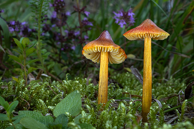 lúčnica kužeľovitá Hygrocybe conica (Schaeff.) P. Kumm.