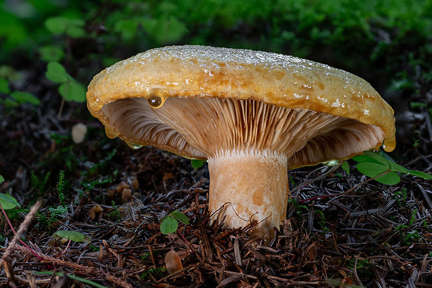 rýdzik rapavý Lactarius scrobiculatus (Scop.) Fr.